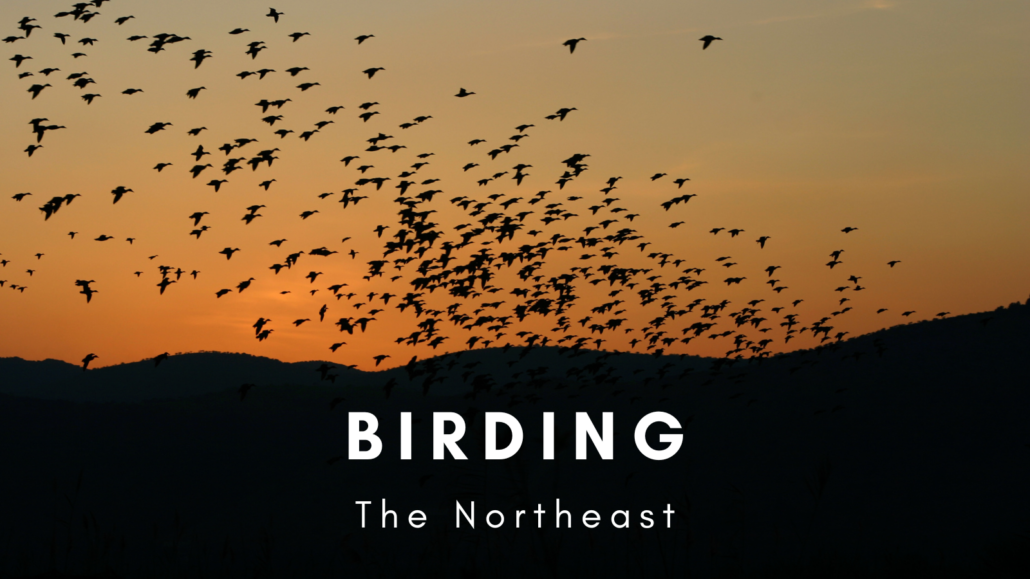 video trailer highlighting selected books about birding