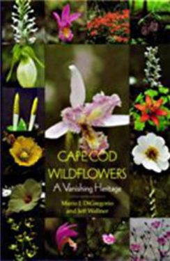 Cover Image of Cape Cod Wildflowers: A Vanishing Heritage